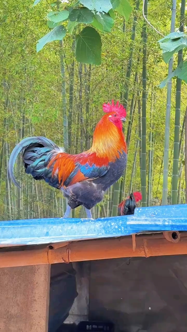 神采飞扬的五彩大公鸡。