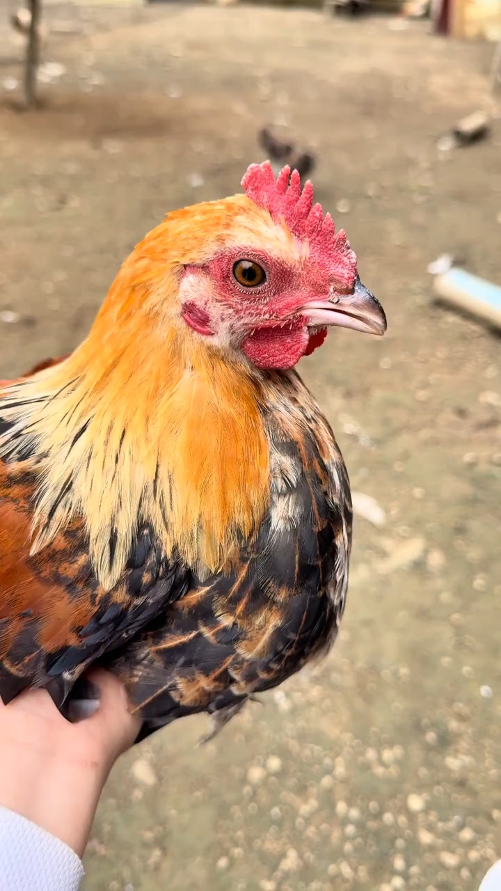 未成年的五彩小公鸡。