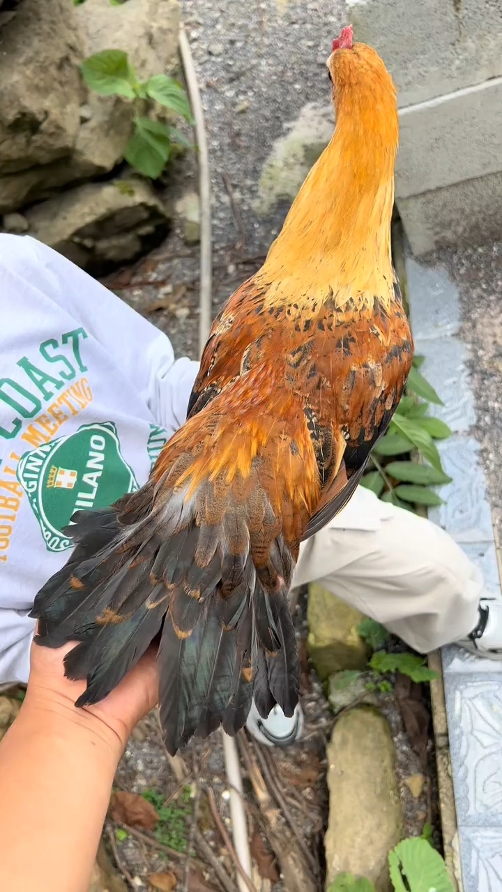 无黑丝的五彩小公鸡。