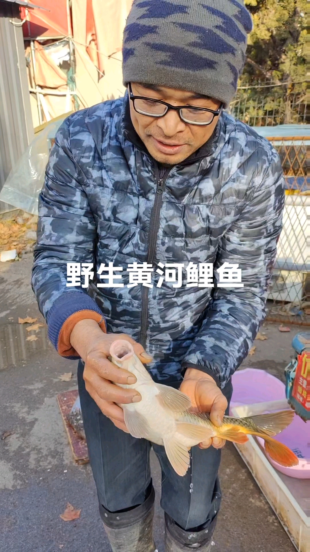 金鳞、红尾、黄嘴、双鼻孔,纯野生黄河鲤鱼特征你听明白了吗?