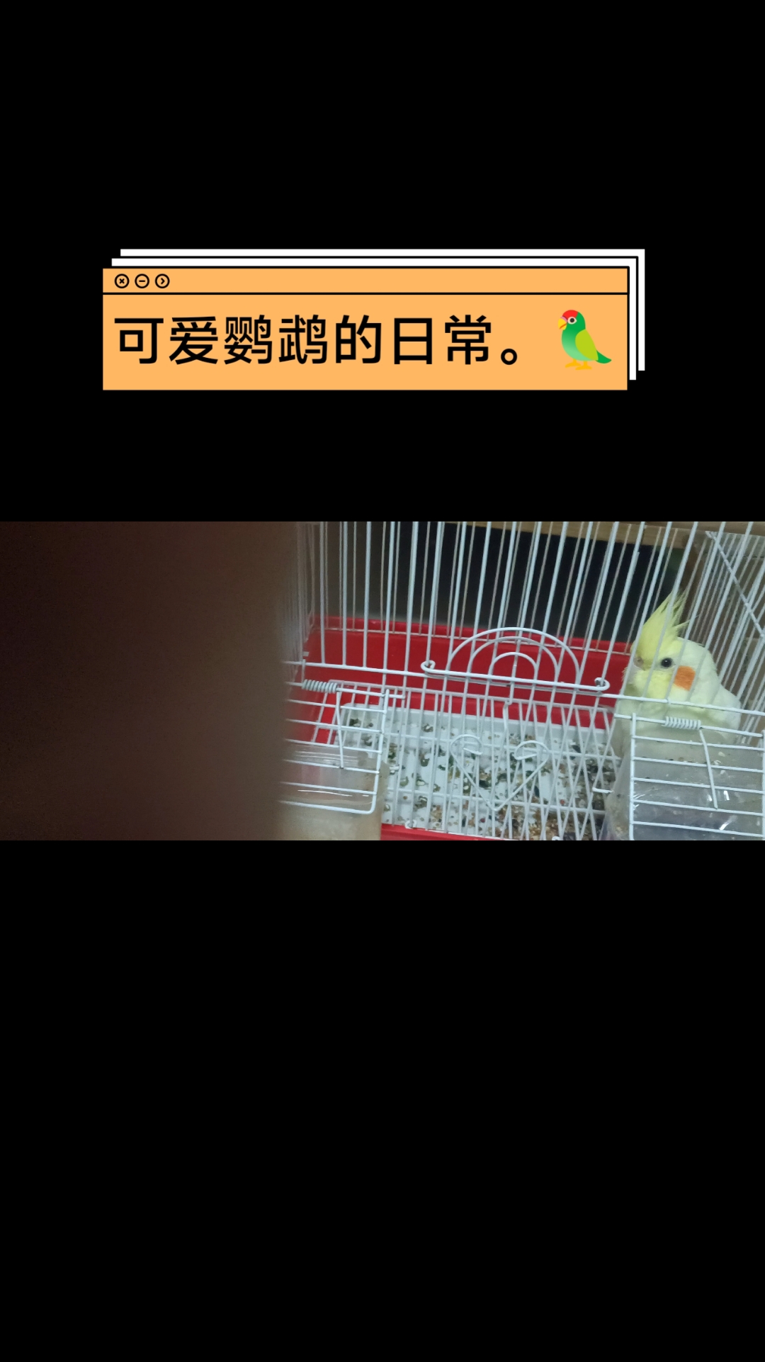 家里可爱的“爆米花”,真的想往嘴里吃。