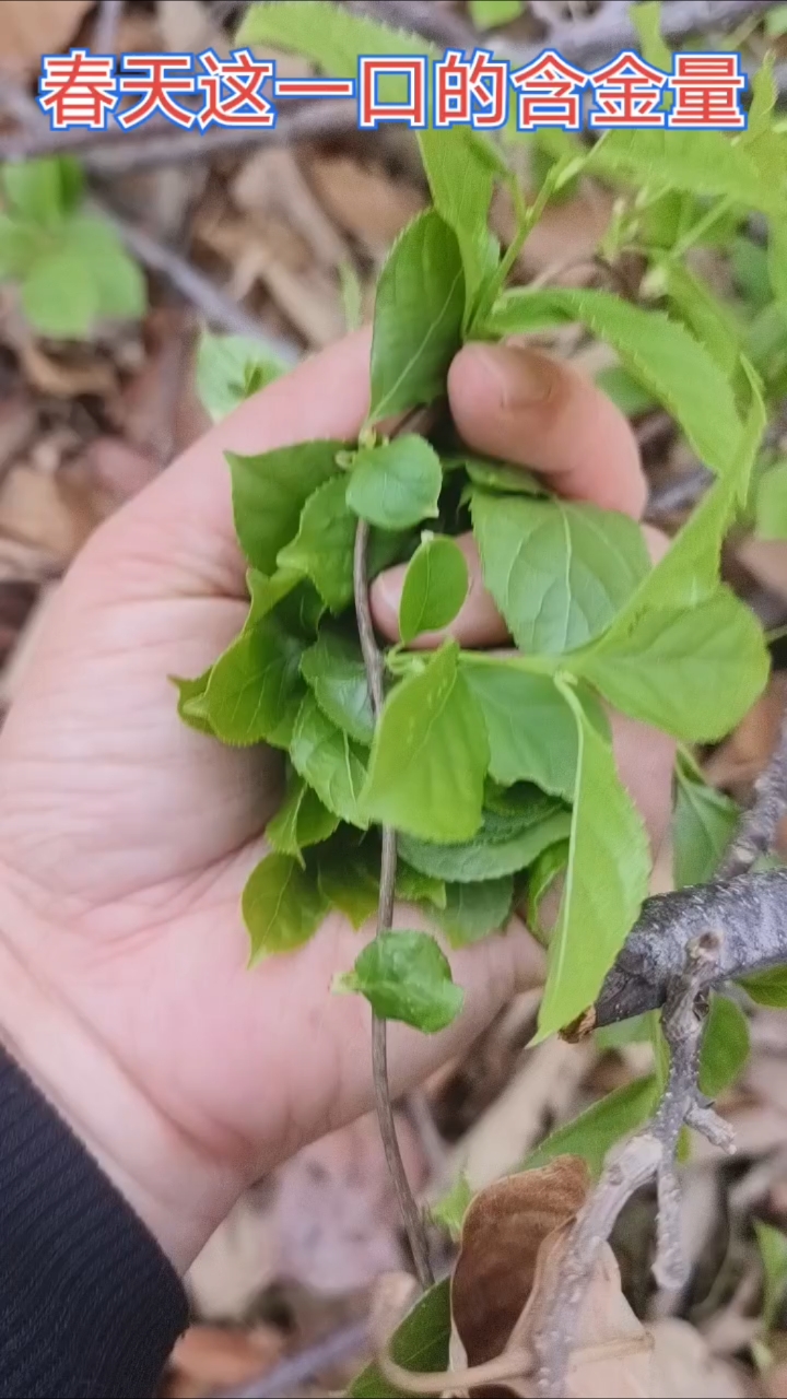 春天的野菜产自于平谷