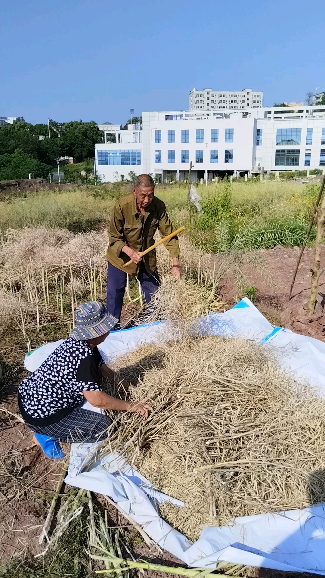油菜从播种到收获，历经200天，一亩产量200多斤，3斤油菜籽出一斤菜油，你觉得菜油应多少