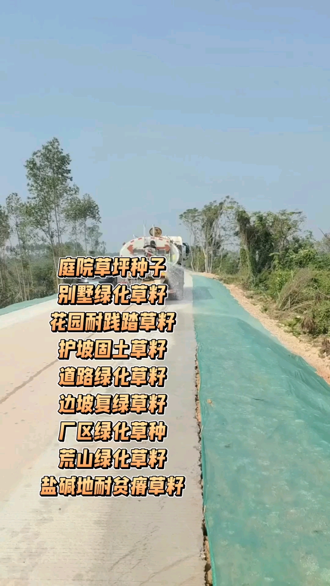草籽生产基地草籽专用肥#快速发芽品种#混播草籽#草坪养护