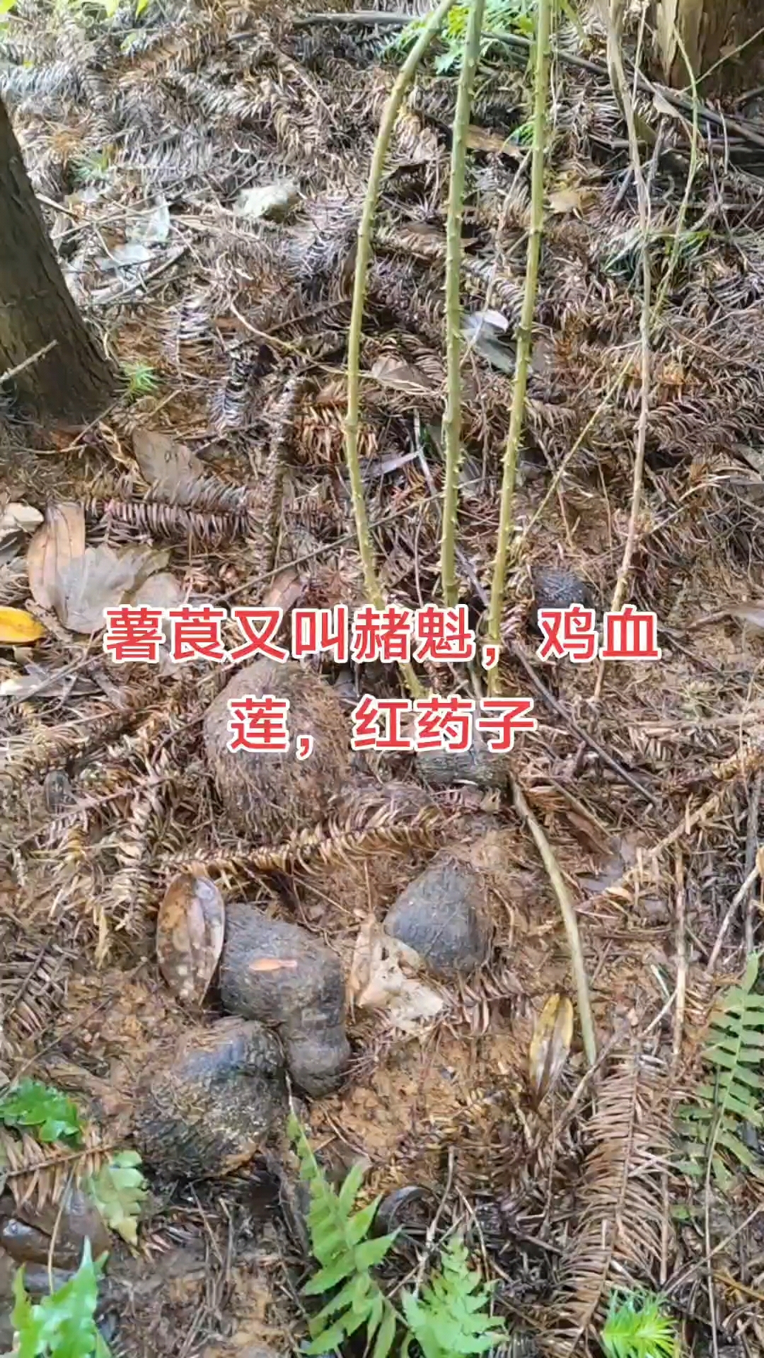 薯莨功效,消肿散结。止痛理气,止血活血,清热解毒