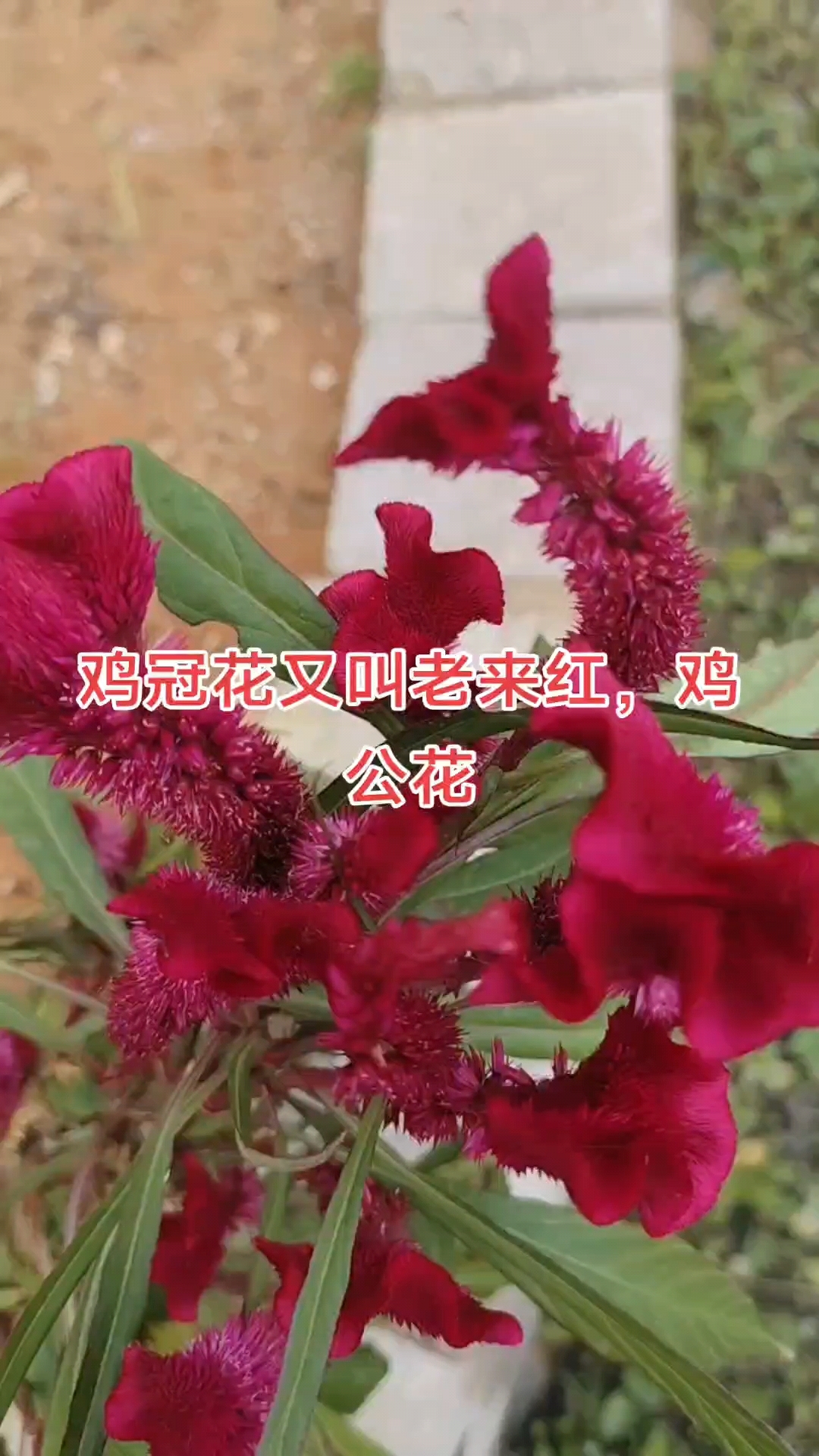 鸡冠花功效,凉血止血,止痢止泻,护目止痒,缓解妇科炎症