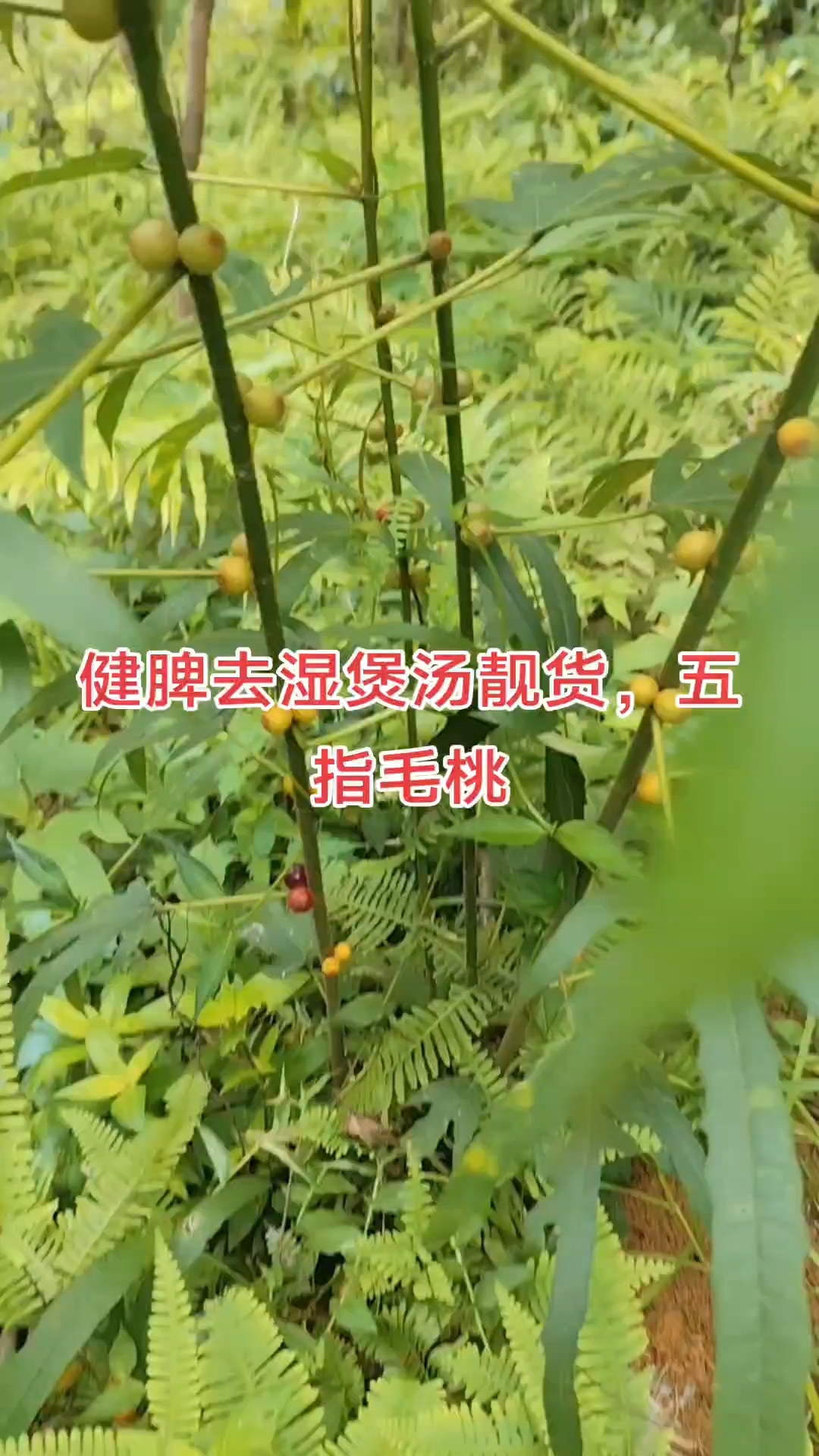 五指毛桃功效,健脾补肺,行气利湿,美容养颜,缓解便秘