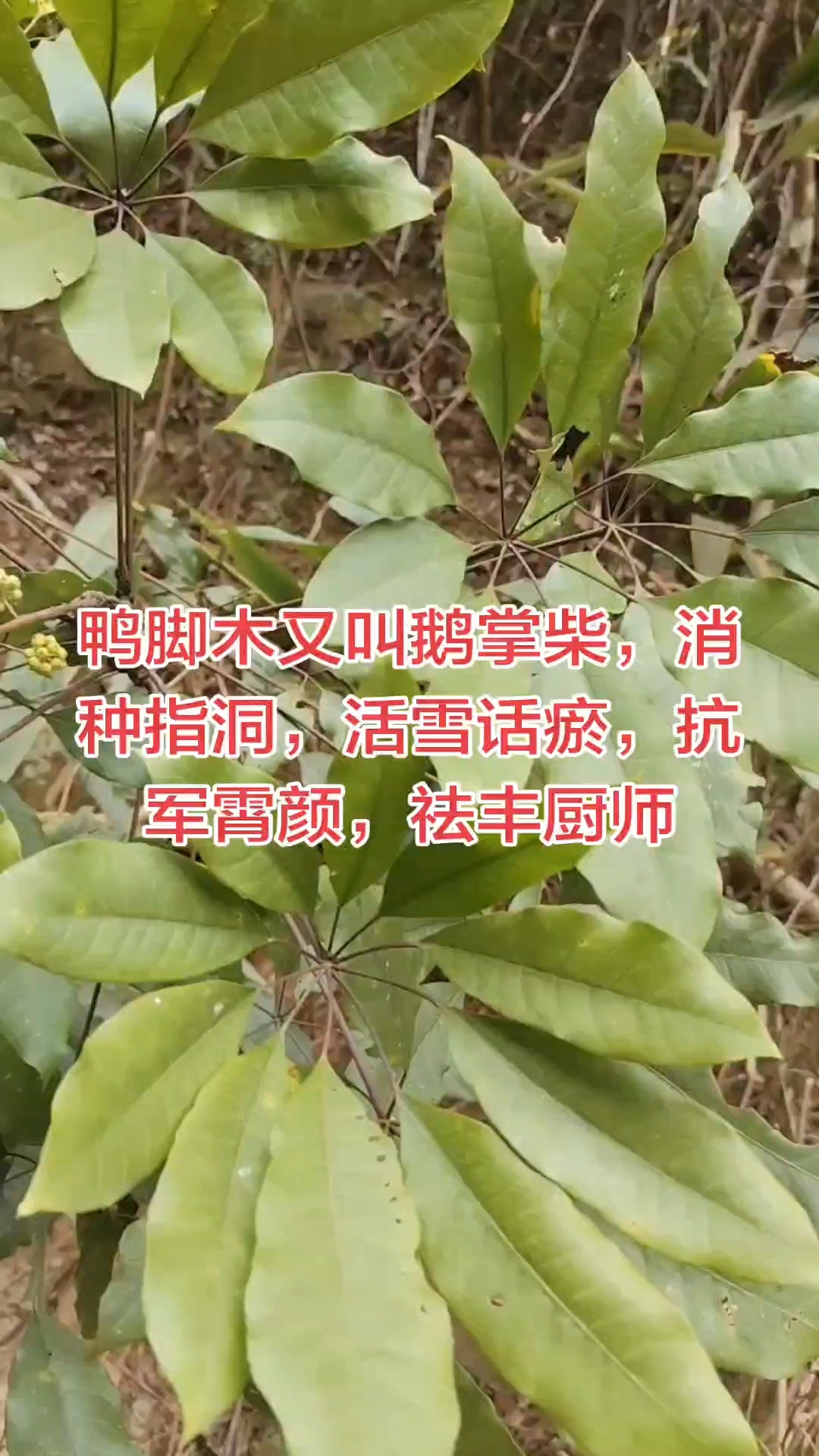 鸭脚木功效，消肿止痛，活血化瘀，抗菌消炎，祛风除湿