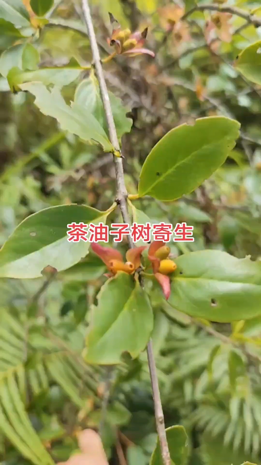 茶油子树寄生功效,补益精肾,强筋安神,止咳化痰,舒筋活络