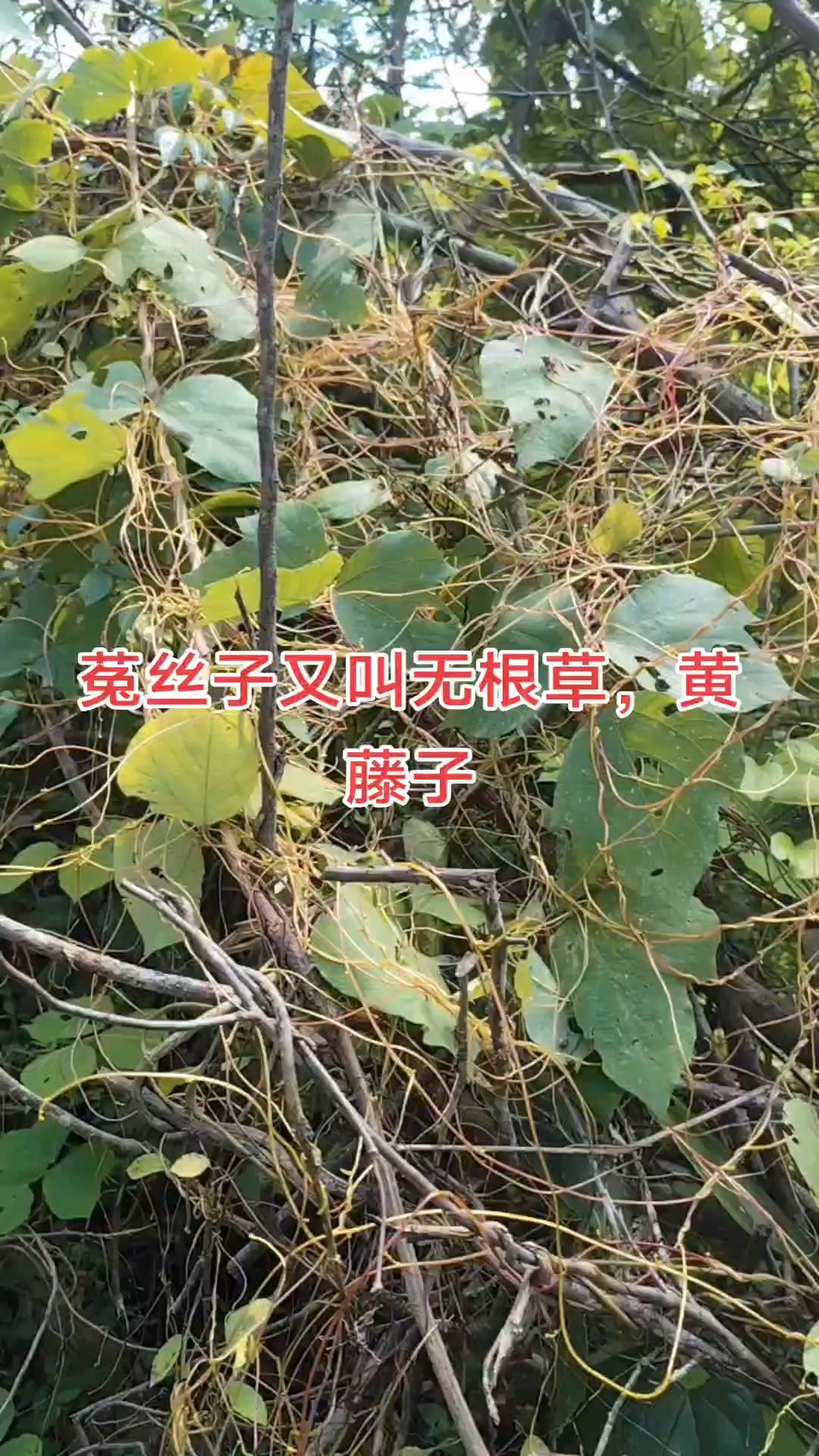 菟丝子功效,补肾益精,养肝明目,固精缩尿,止泻安胎,抗衰老