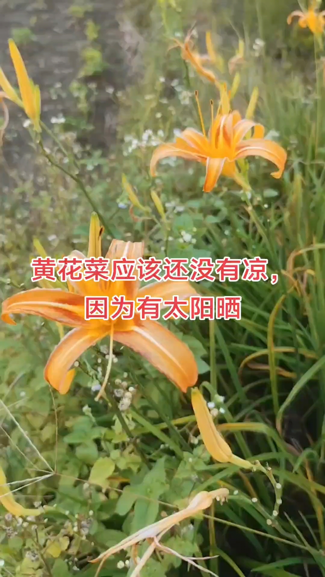 黄花菜功效,安神助眠,降脂降压,润肠通便,抗炎消肿,利尿排毒