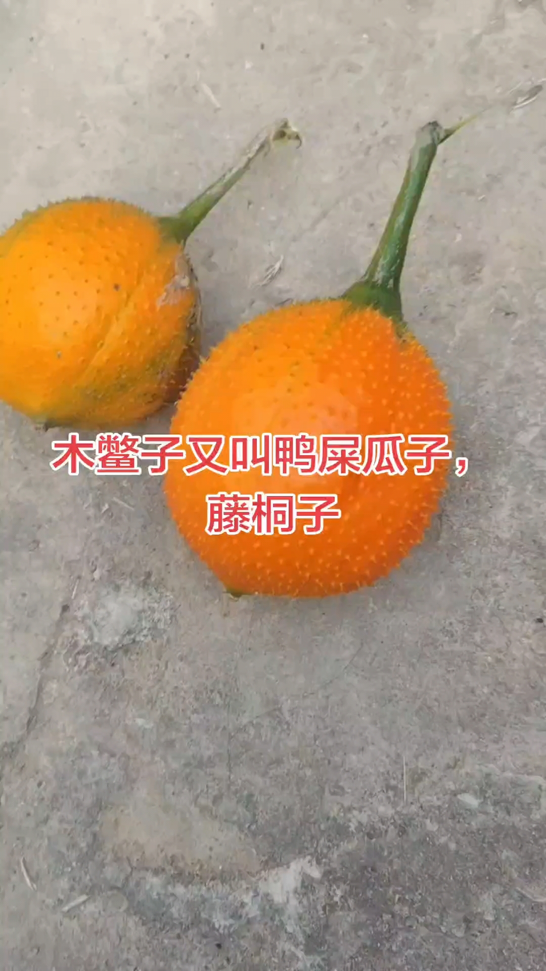 木鳖子功效,消肿散结,攻毒疗疮,通络止痛,软坚散结
