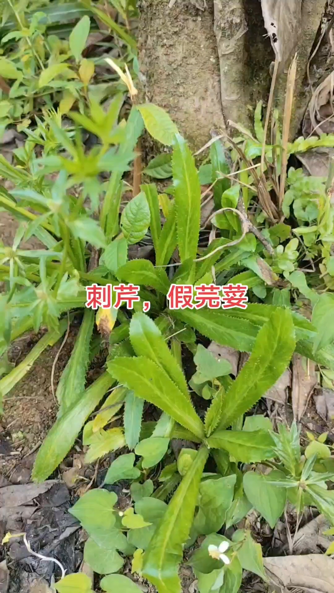 刺芹功效,理气健胃,疏风除热,清热解毒