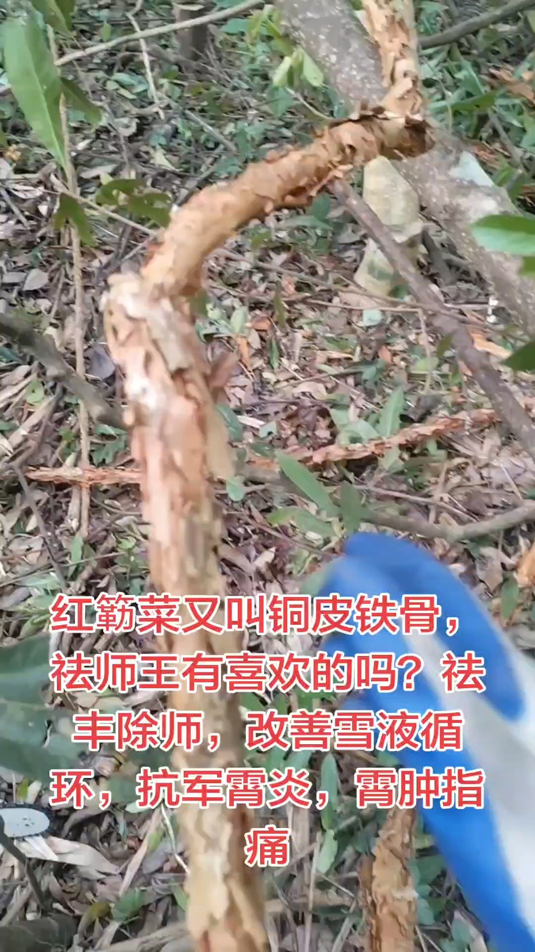 红簕菜功效,祛风除湿,改善雪液循环,抗菌消炎,消肿止痛