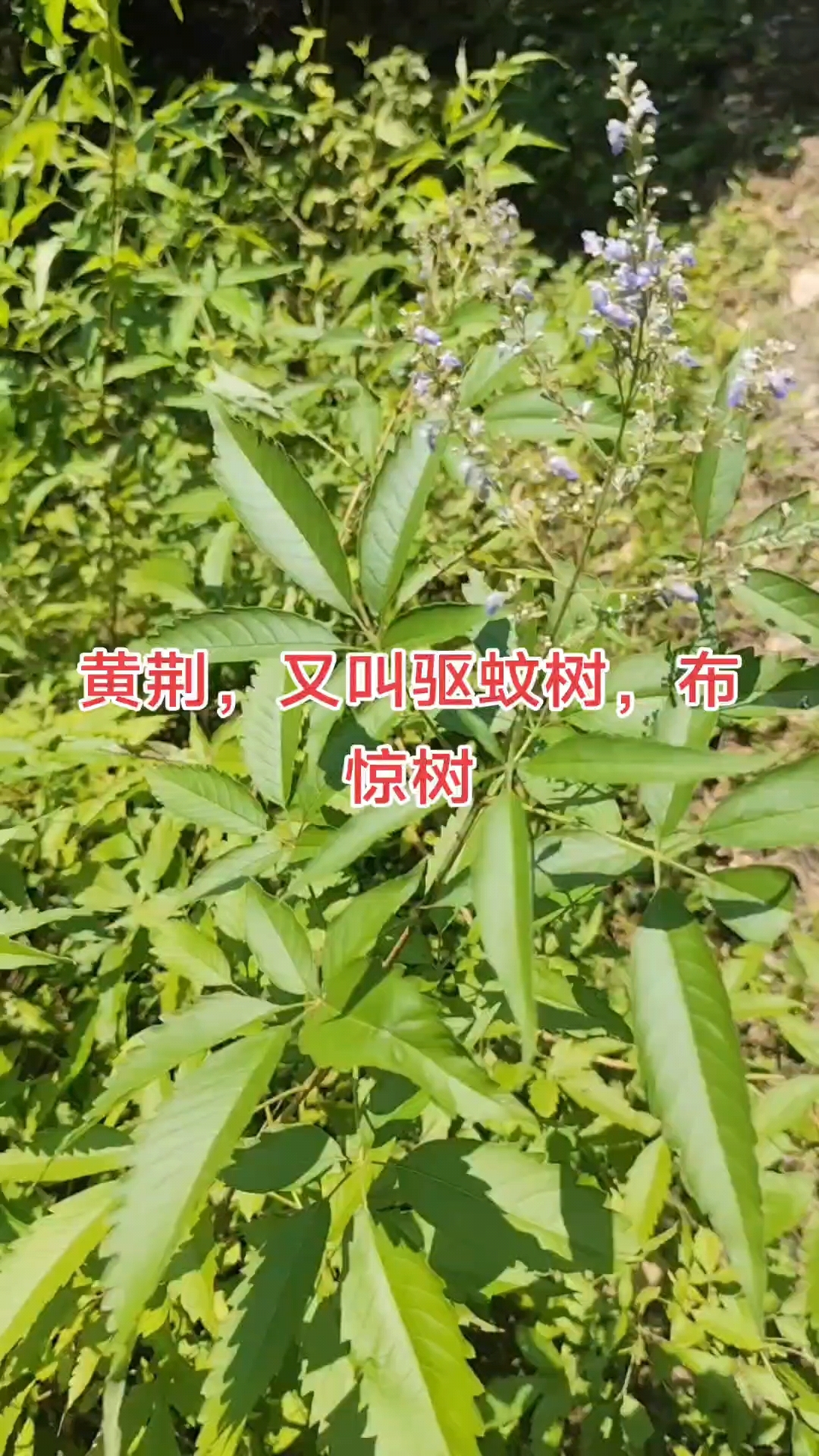 黄荆功效,理气消食,清热解表,抗菌消炎,止咳平喘