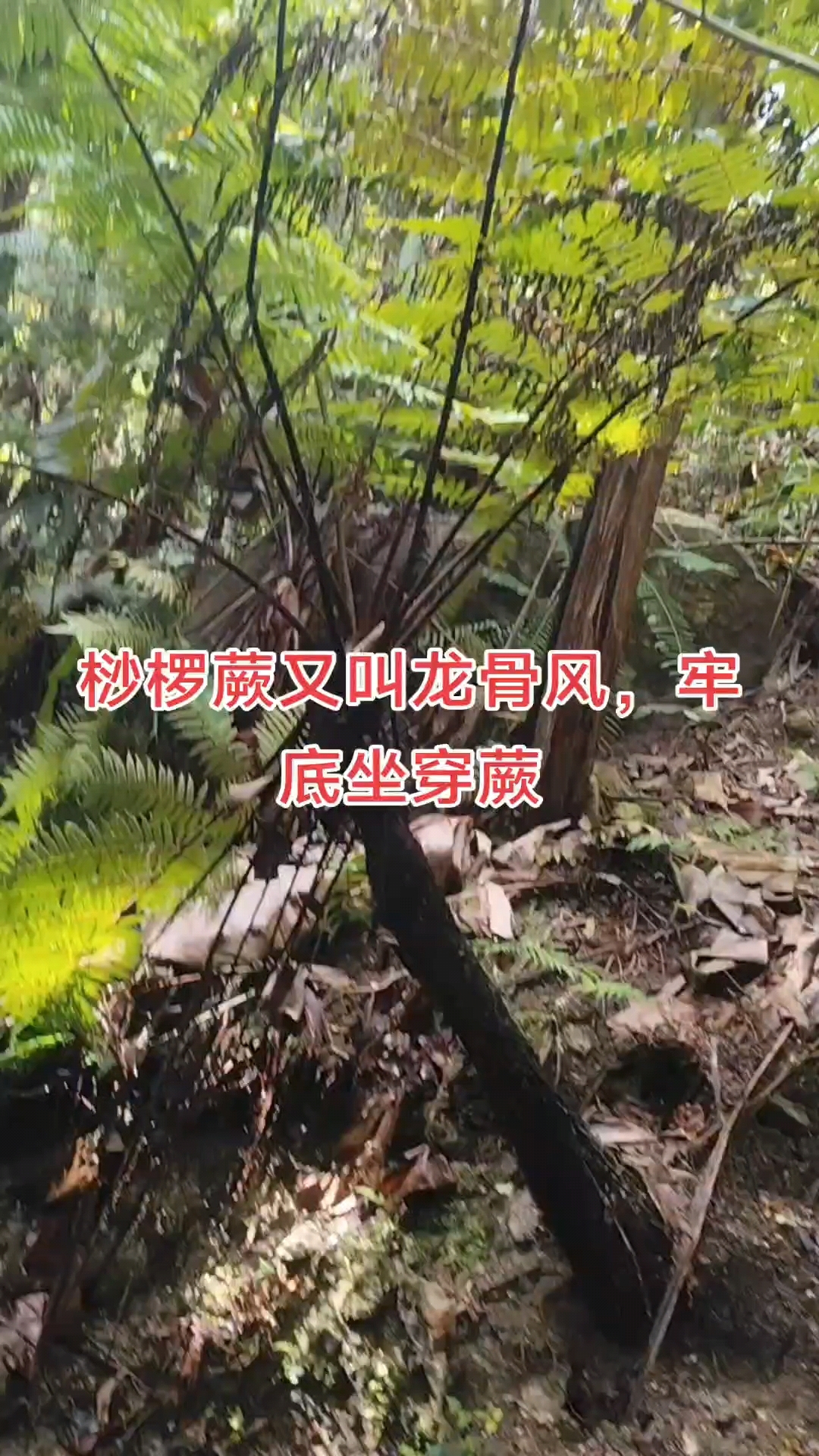 龙骨风功效,强筋骨,活血通络,止咳平喘,凉血止血,祛风除湿