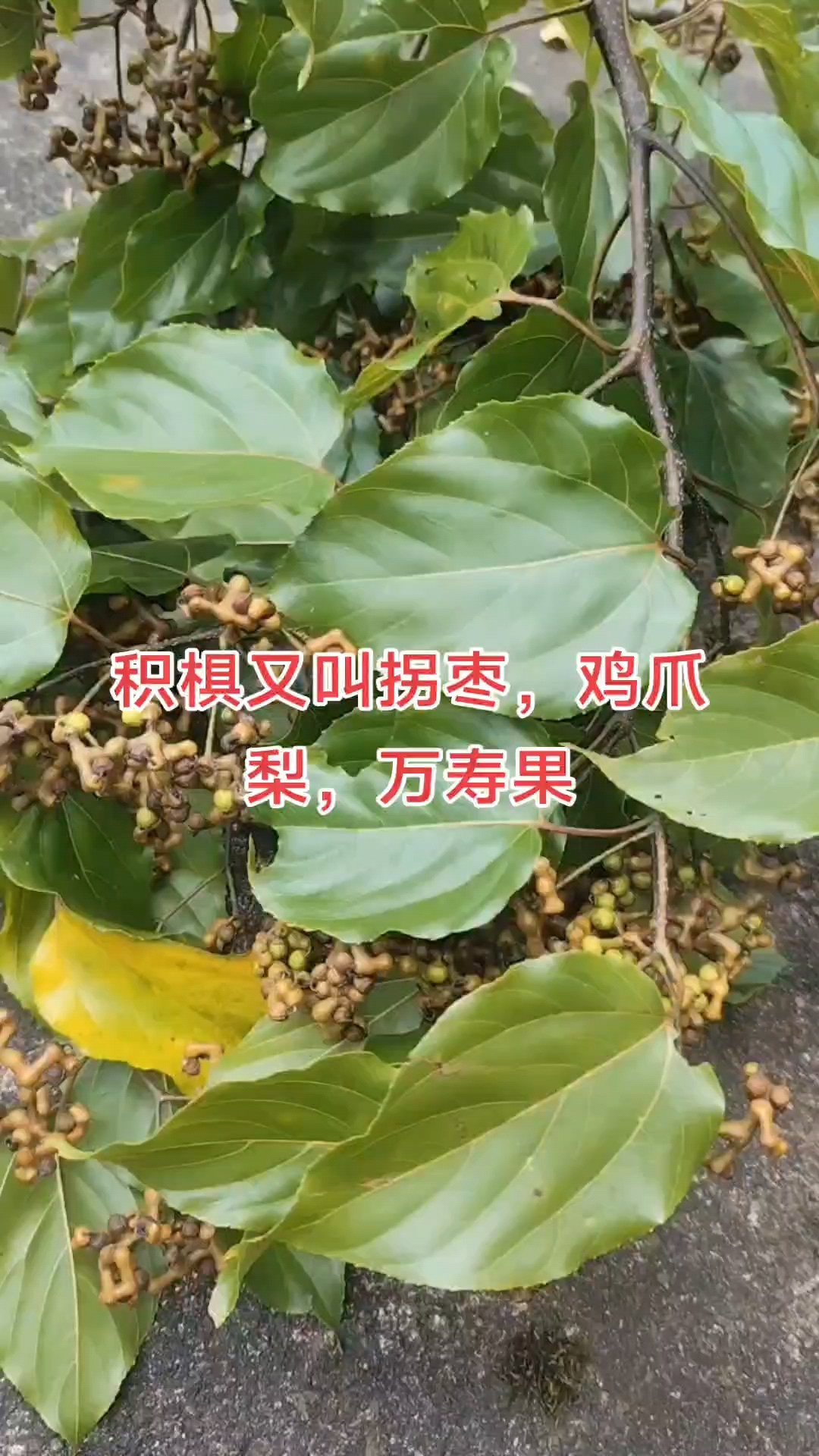积椇功效,解酒毒,润肠通便,止烦除渴,健脾开胃,利水消肿