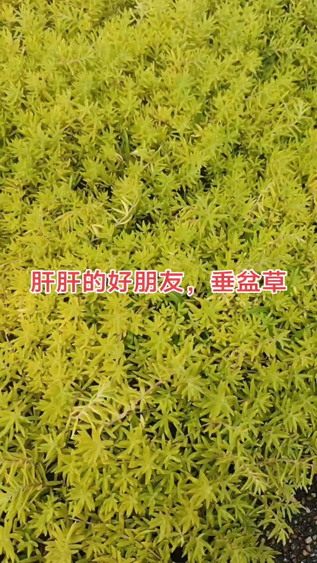 垂盆草功效,保肝护肝,提高免疫力,利湿退黄,活血消肿