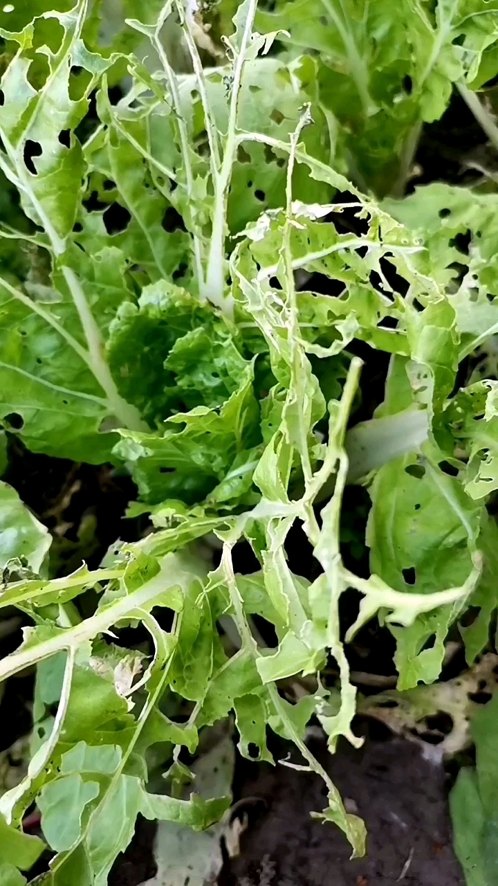 没打农药的白菜是长这个样子的,你见过吗?