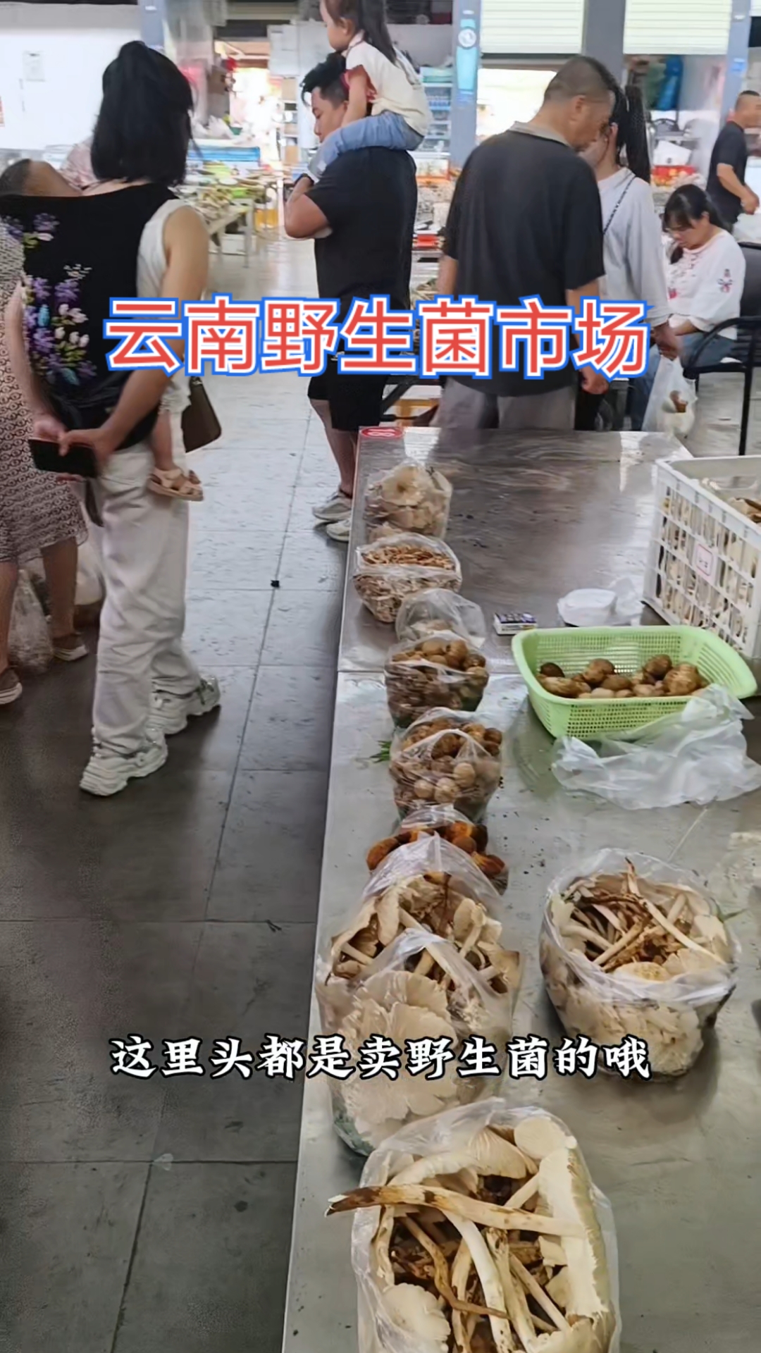 旅居云南文山,逛野生菌市场,看看有什么品种,贵不贵?