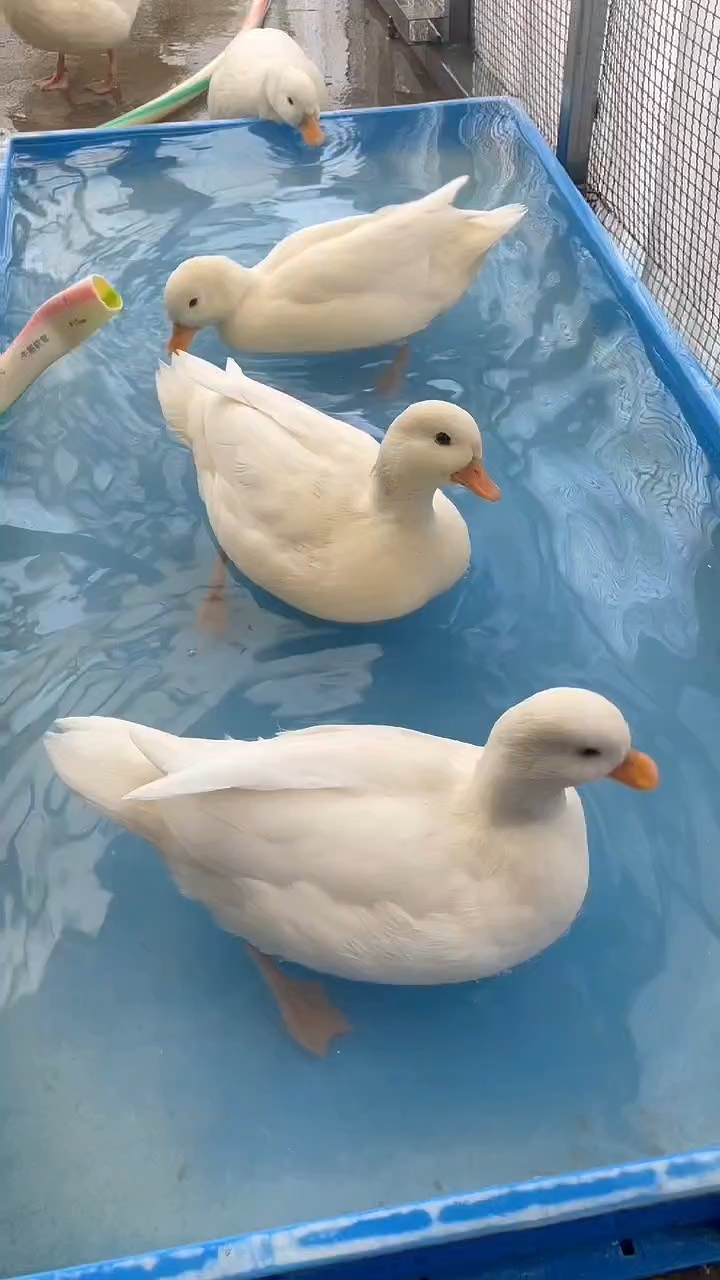 小鸭鸭可爱视频