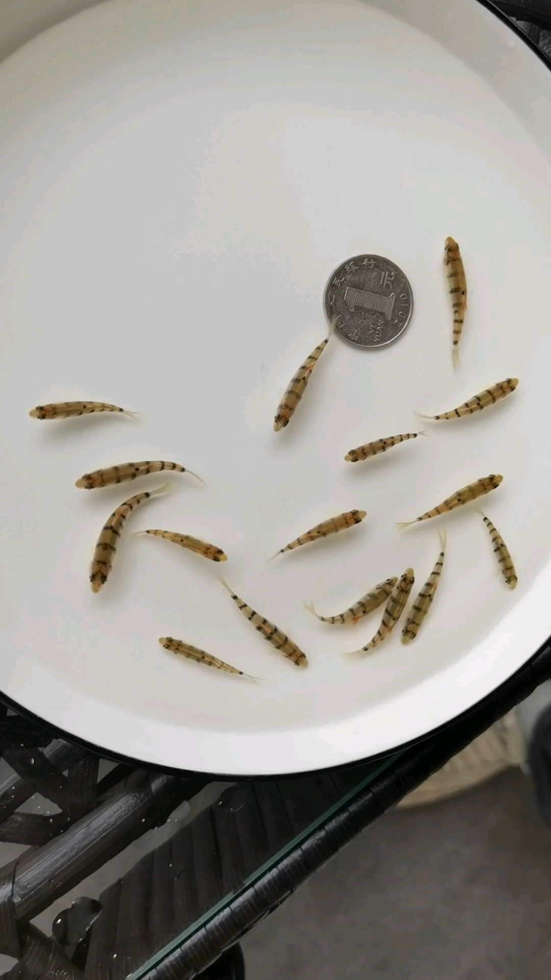 溪石斑鱼光唇鱼苗