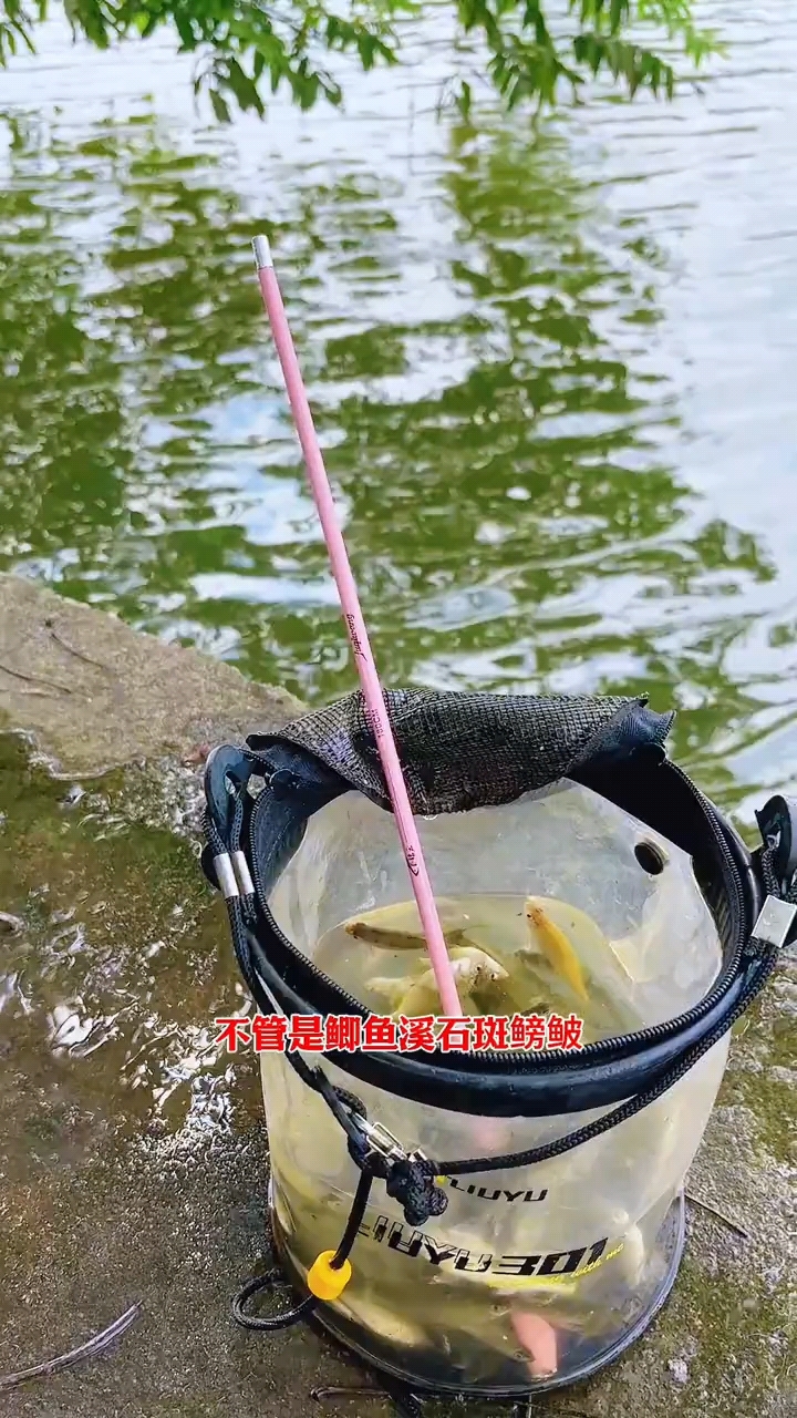 狂拉鳑鲏白条溪石斑的短节小物钓鱼竿