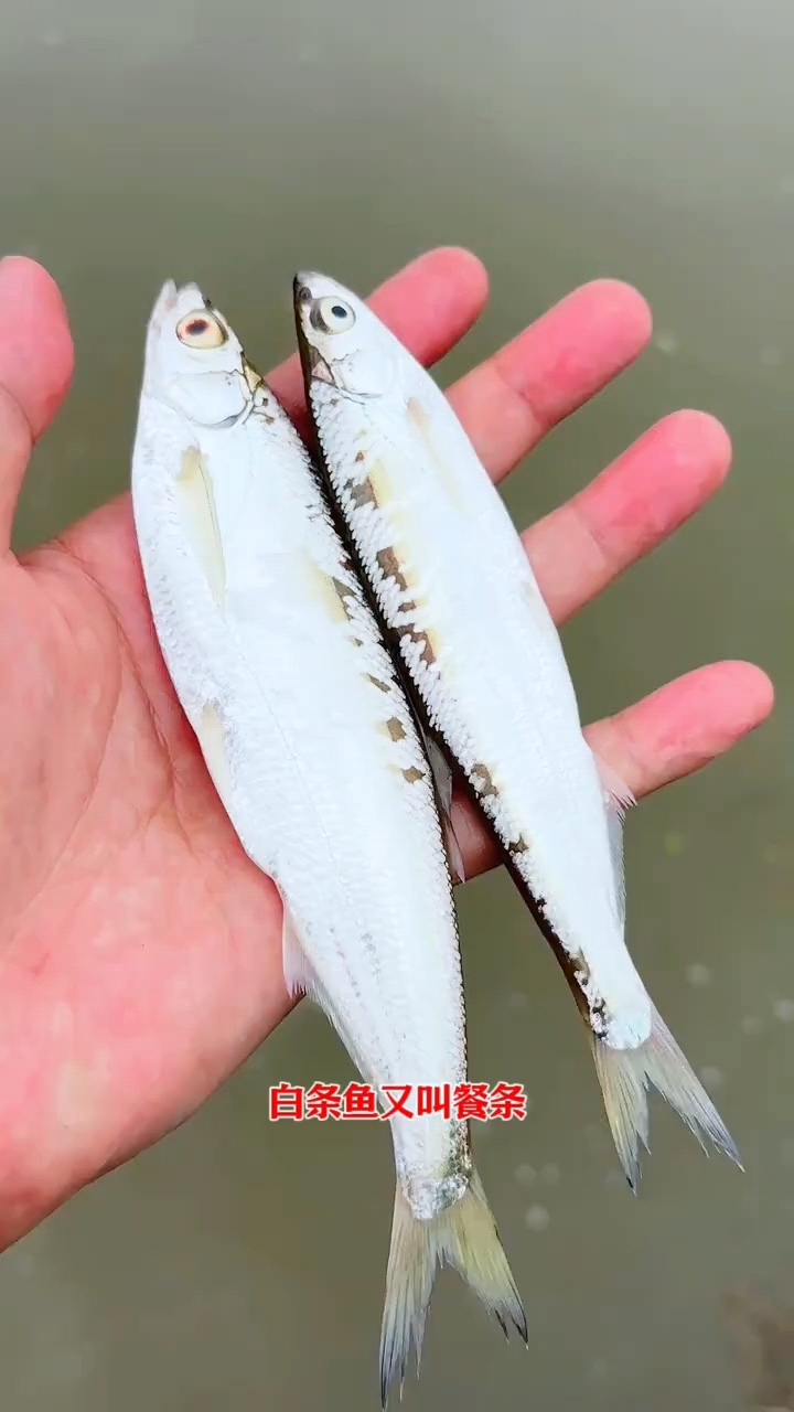钓鱼人最头痛的白条鱼,钓的多也非常香 