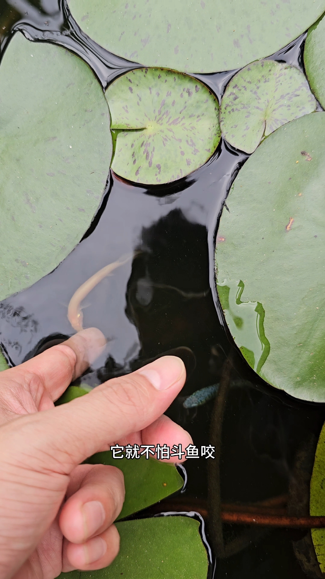 中国斗鱼怎么混养以及公母怎么区分?