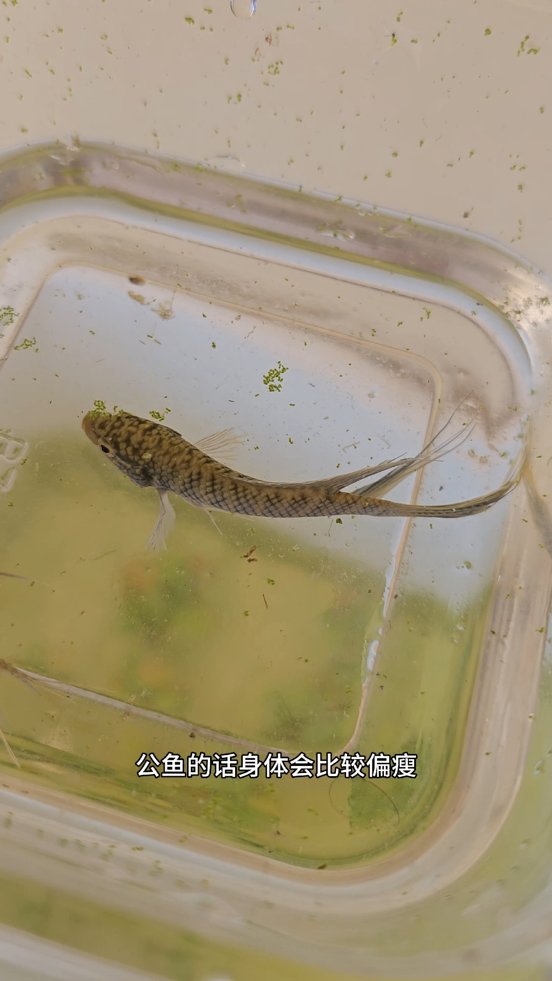 斗鱼怎么区分公母?