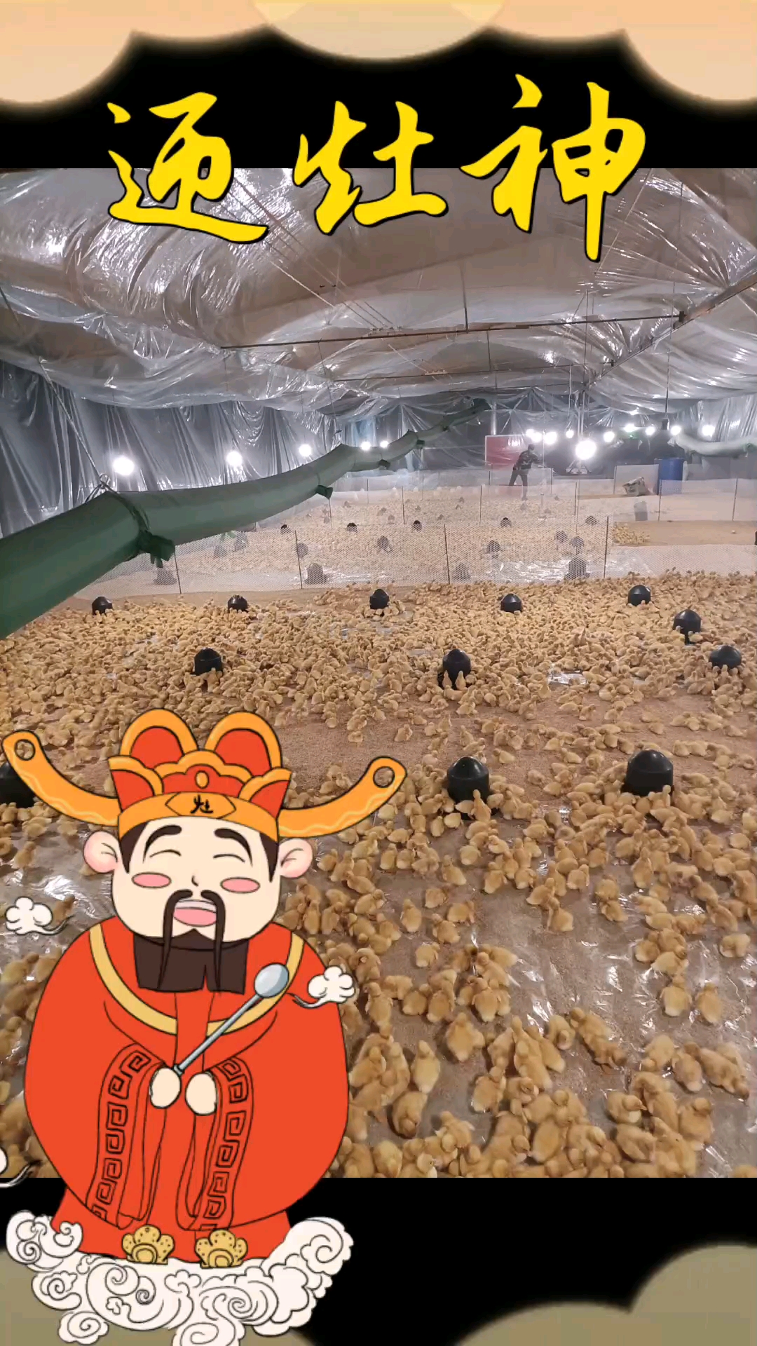 专业育雏,堤供种鸭商品鸭养殖技术及防疫用药程序,需要者可关注