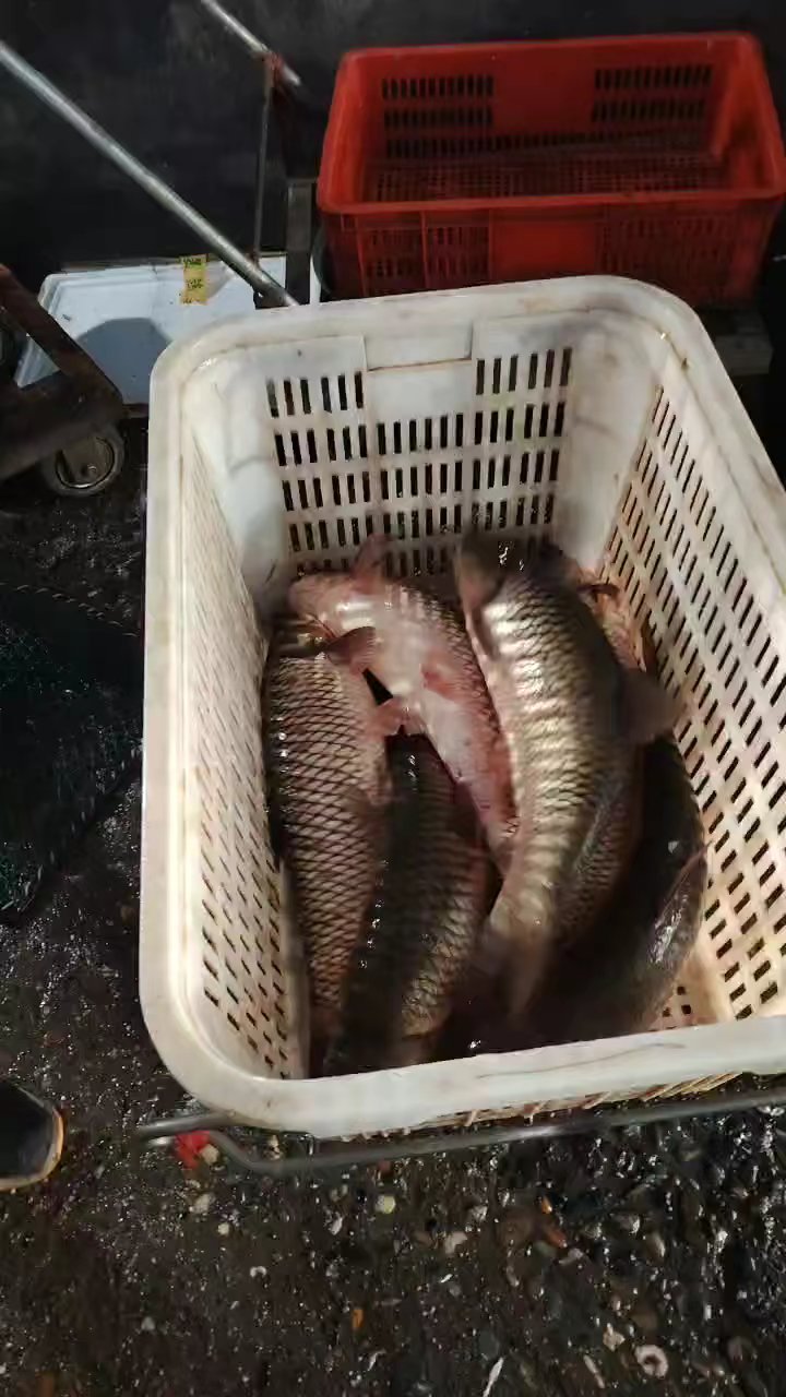 鲜活的洞庭湖大草鱼