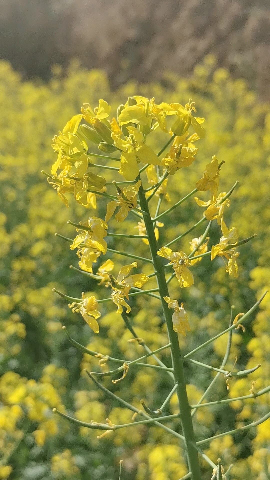 阳光蓝天下的油菜花