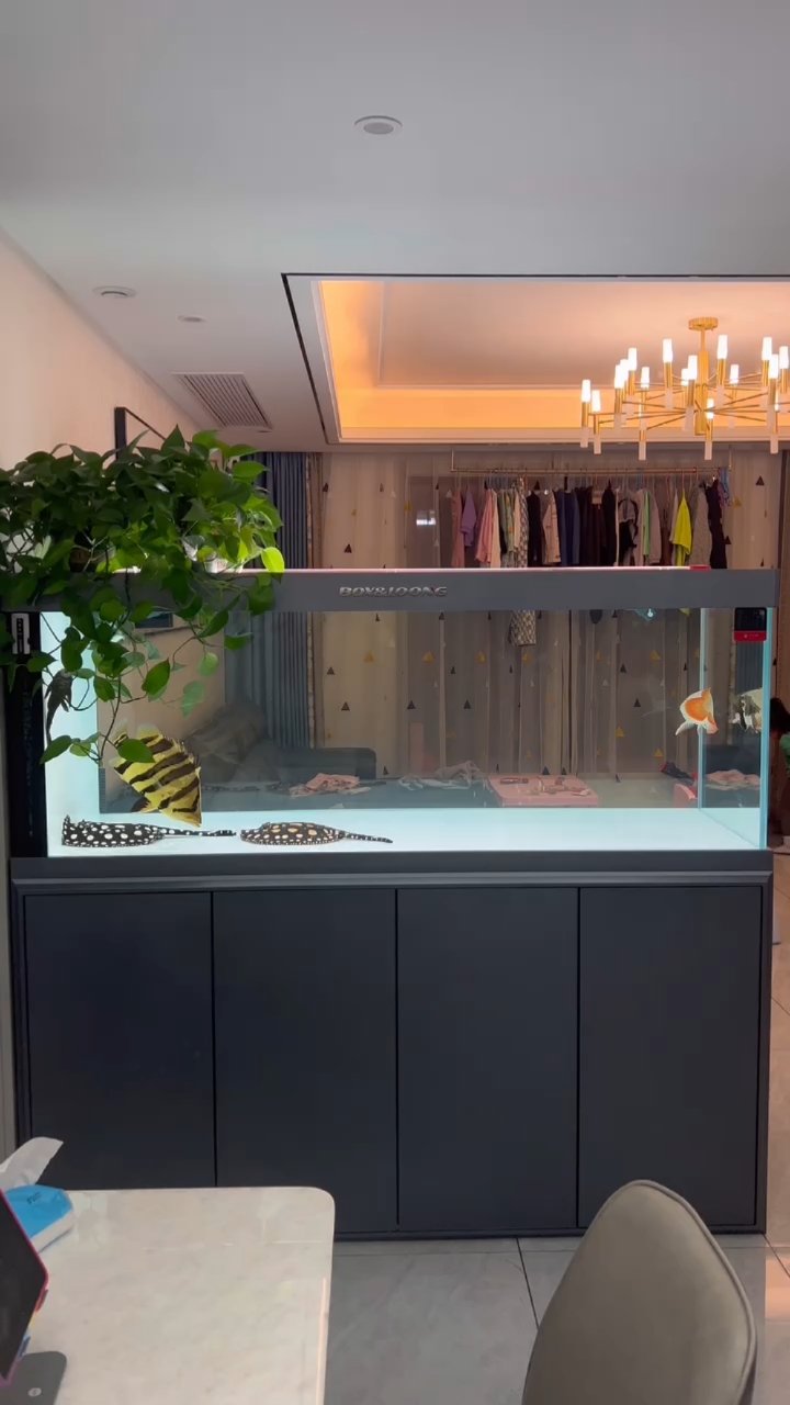 放在客厅里的屏风款鱼缸,一道美丽的风景线哦