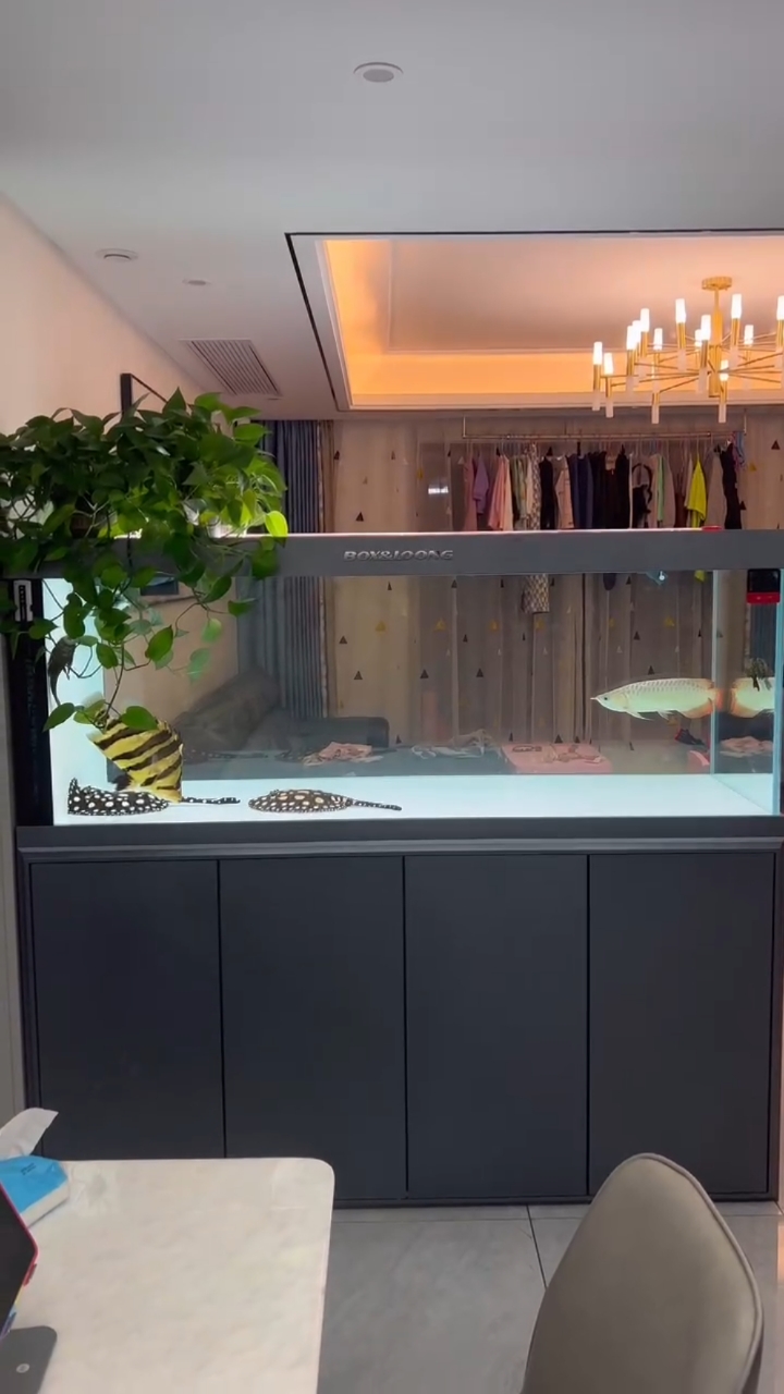 博世龙屏风款鱼缸,家里的一道风景线