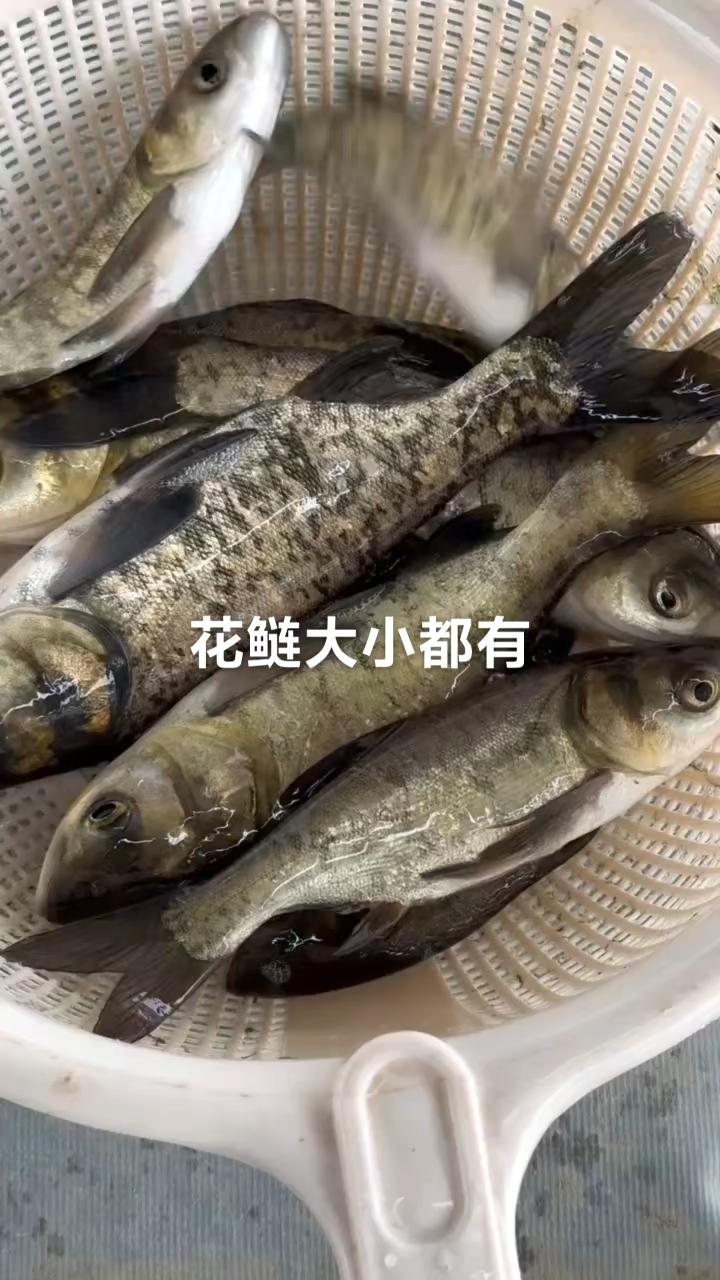 花鲢鱼苗大小规格都有