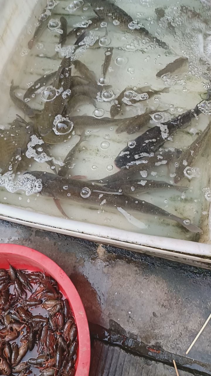 活鱼和活虾