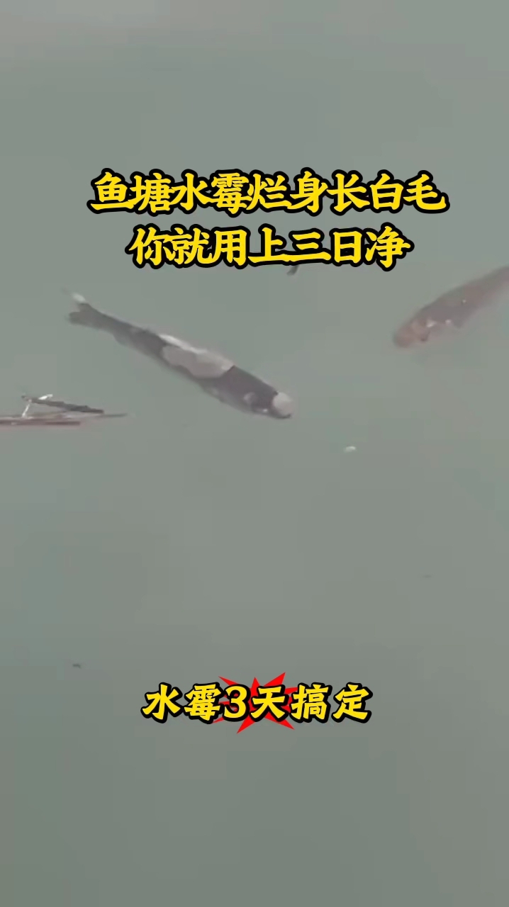 鱼塘水霉烂身长白毛,你就用上三日净#水霉# #鱼水霉病治疗# #水霉病##鱼病# #水产#
