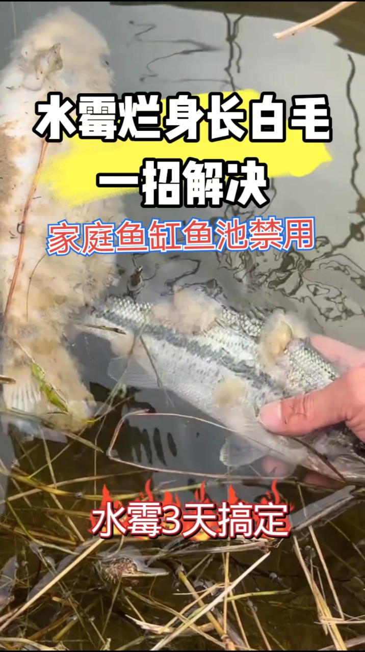 水霉烂身长白毛,一招解决#养鱼人必看# #鱼水霉病预防##鱼塘腐皮烂腮烂尾白毛水霉净# #