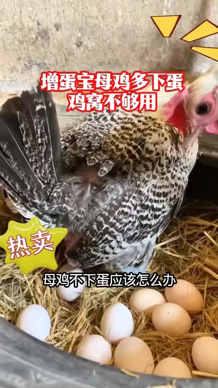 增蛋宝母鸡多下蛋,鸡窝不够用#蛋鸡增蛋#蛋多多#蛋鸡养殖# #鸡吃什么下蛋最快最多#