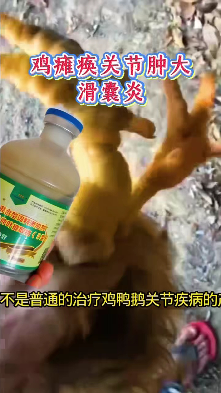 鸡瘫痪关节肿滑囊炎