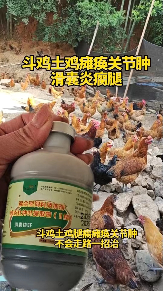 斗鸡土鸡瘫痪关节肿，滑囊炎腿瘸