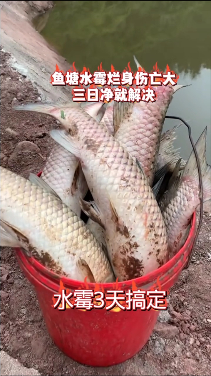 鱼塘水霉烂身伤亡大，三日净就解决#养鱼人必看##鱼病# #水霉烂身#鱼塘水霉# #水霉病