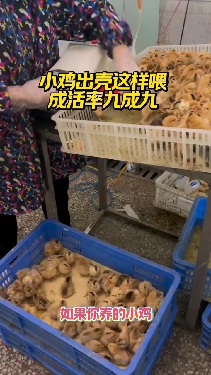 小鸡出壳这样喂,成活率九成九#小鸡育雏#小鸡开口宝#小鸡糊肛#养鸡#