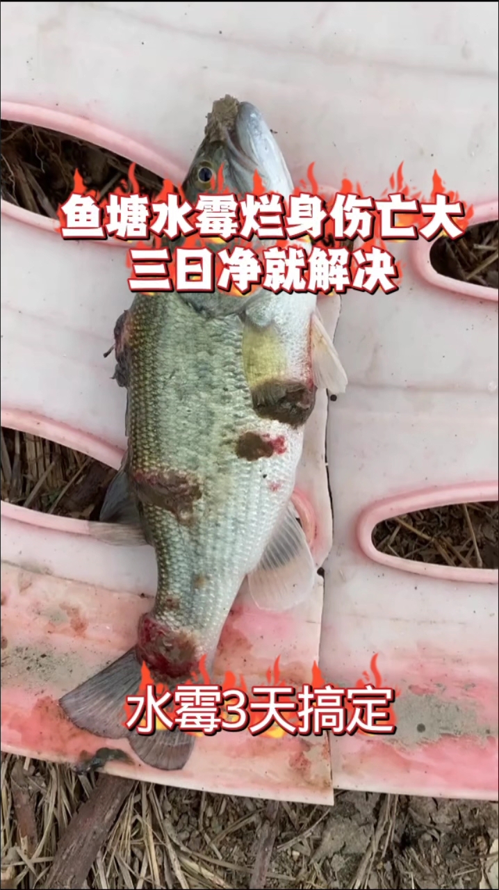 鱼塘水霉烂身伤亡大三日净就解决#鱼水霉病治疗# #鱼水霉病治疗# #养鱼技巧#鱼塘#养鱼技