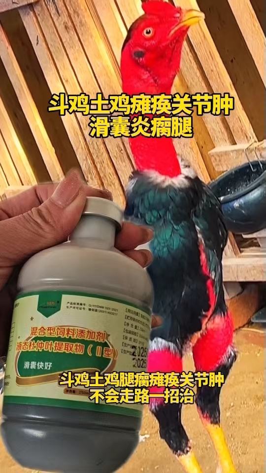 斗鸡土鸡瘫痪关节肿，滑囊炎瘸腿
