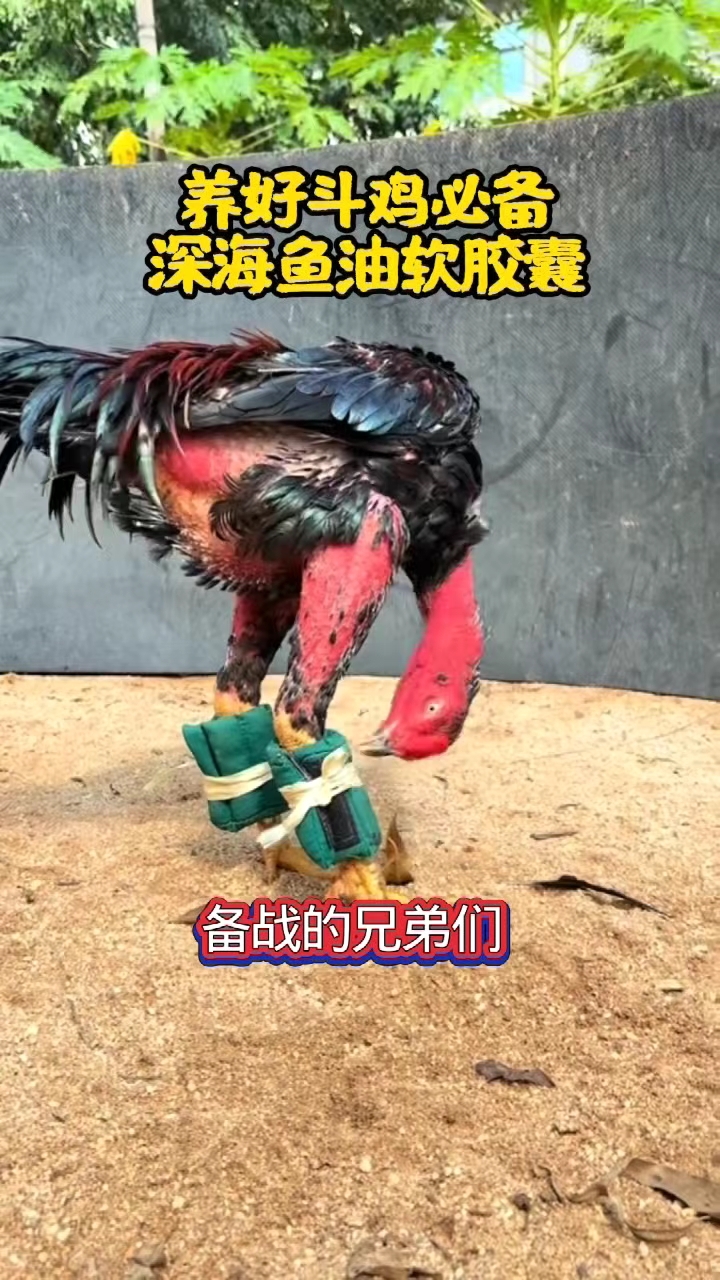养好斗鸡必备,深海鱼油软胶囊
