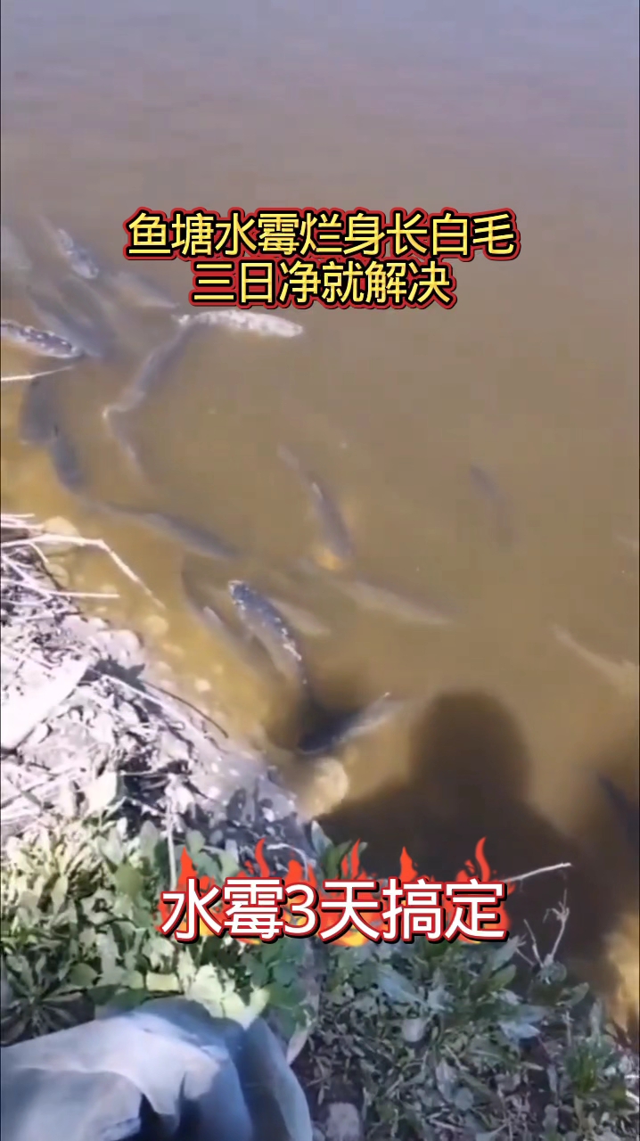 鱼塘水霉烂身长白毛,就用三日净#鱼水霉病预防# #水霉# #鱼水霉病治疗# #鱼病#