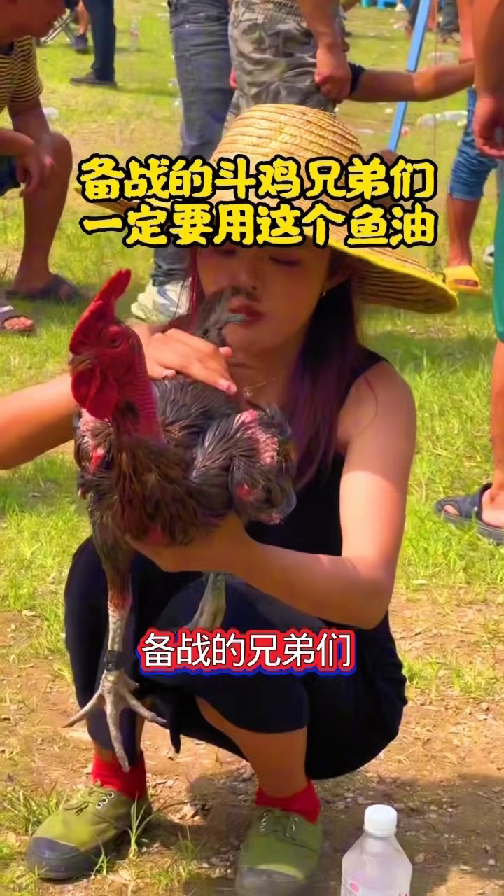 斗鸡必备鱼肝油