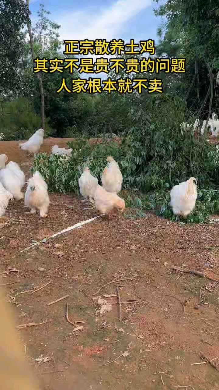 #泰和乌鸡#林下散养#吃五谷